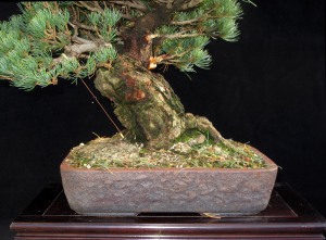 white pine nebari