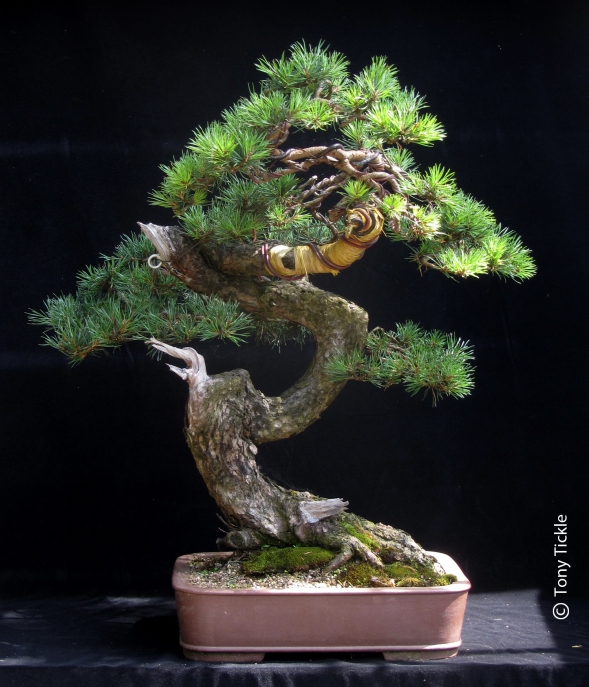 Twisty pine 1500